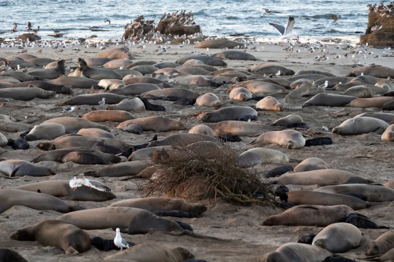 antarcticpeninsulaspots-72