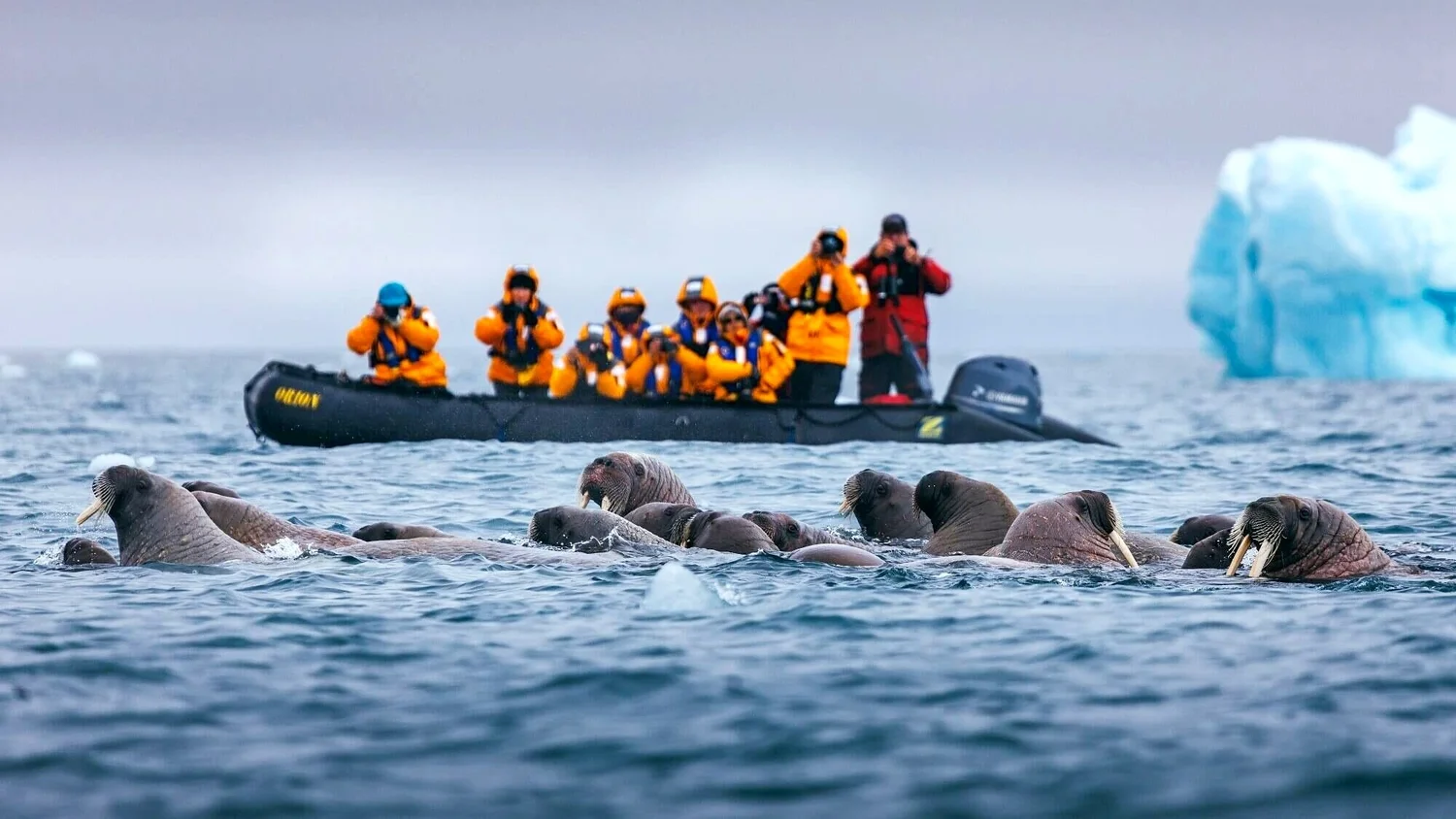 南極旅行的三大路線 (三)：單島行程