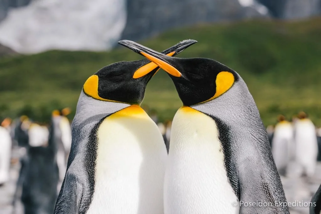沒去過南喬治亞島旅遊，別說去過南極。