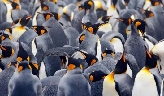 南極旅行的三大路線 (一)：雙島行程